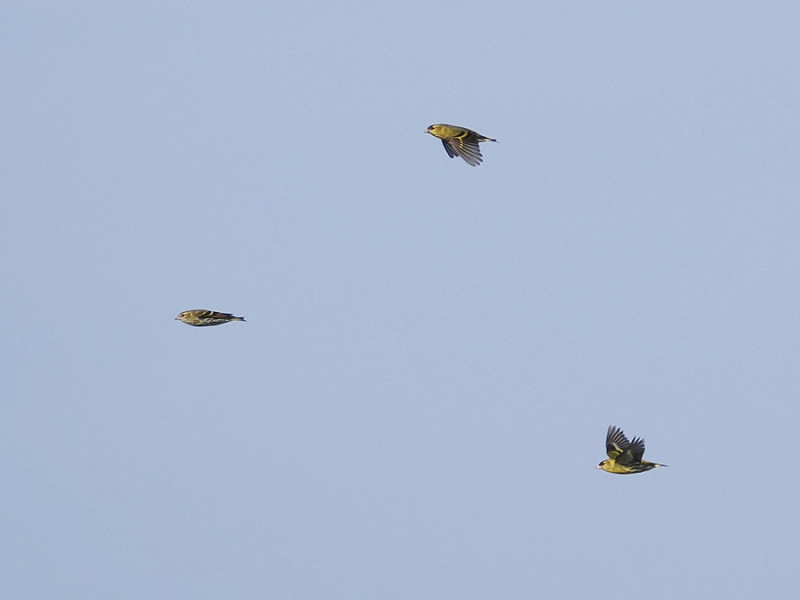 Siskins - Harry Appleyard.