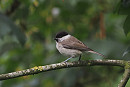 Marsh Tit - Harry Appleyard. Between 2001 and 2010 there were 7 records of Marsh Tit at Spurn and presumed that it was going to become a regular visitor. How wrong we were.