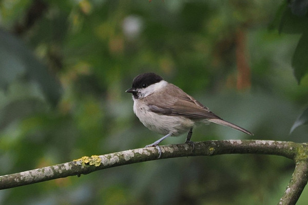 Bird sightings Monday, 29 June 2026