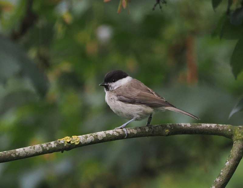 Marsh Tit - Harry Appleyard. Between 2001 and 2010 there were 7 records of Marsh Tit at Spurn and presumed that it was going to become a regular visitor. How wrong we were.