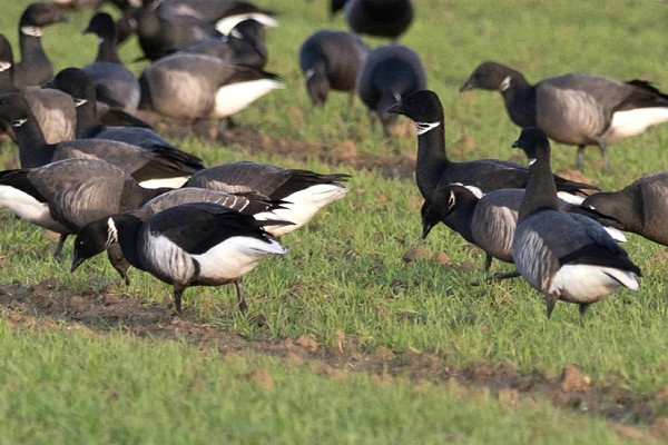 Two Black Brants - John Hewitt.