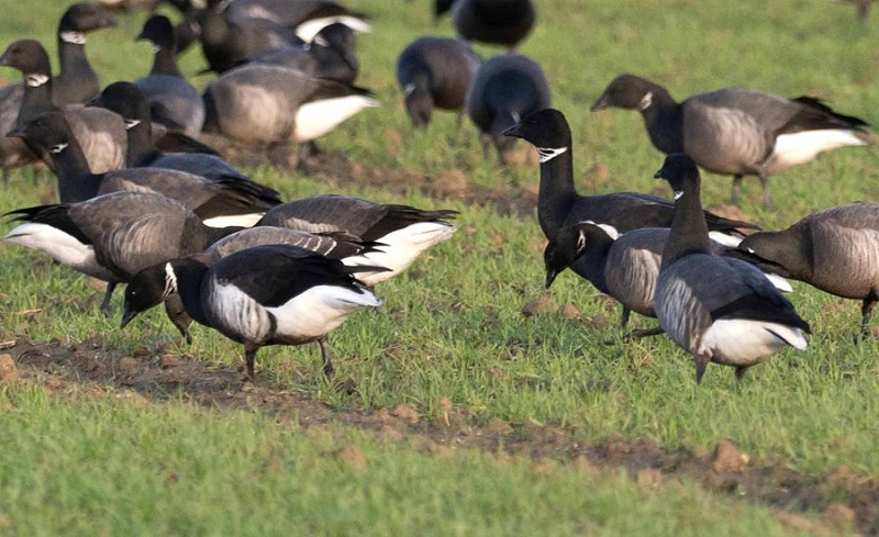 Two Black Brants - John Hewitt.