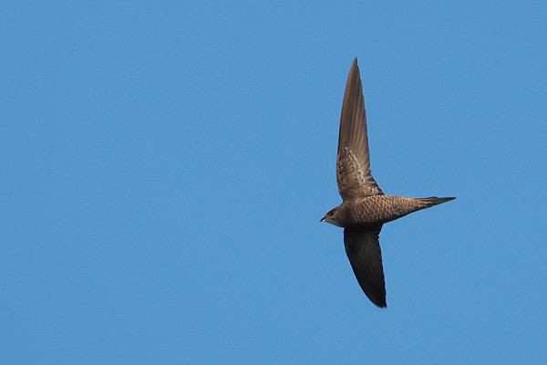 Bird sightings Sunday, 28 June 2026