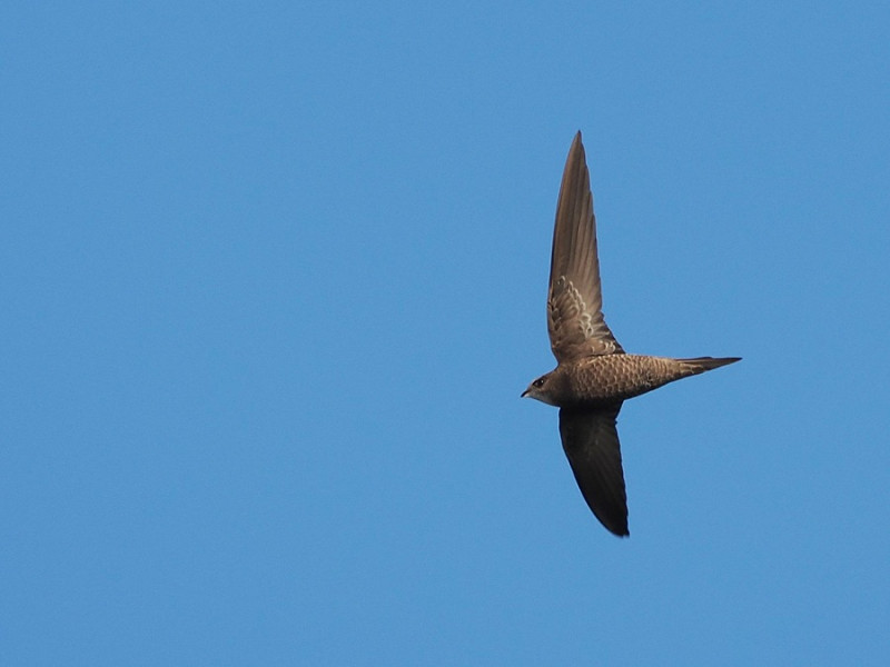 Pallid Swift - Harry Appleyard.