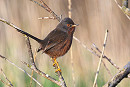 Dartford Warbler - Thomas Willoughby. Following hot on the heels of our first record in March 2023.