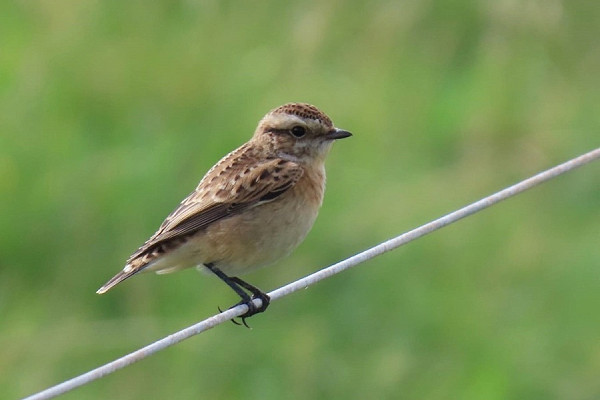 Whinchat  - Joe Eckersley.