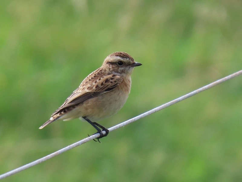Whinchat  - Joe Eckersley.
