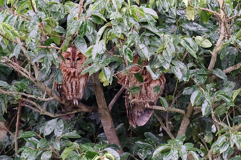 Tawny Owls - Paul French.