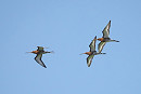 Black-tailed Godwits - Harry Appleyard.