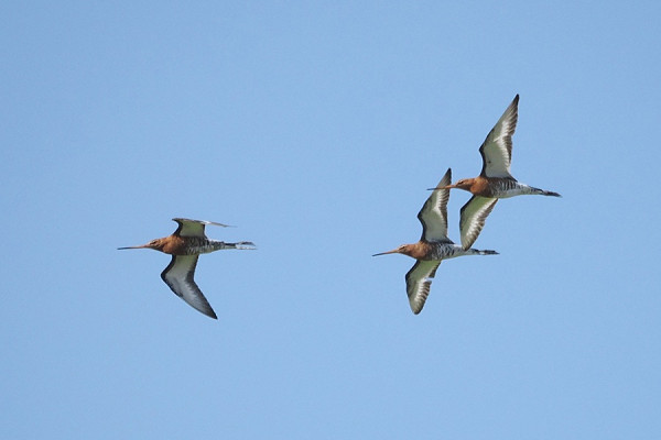 Black-tailed Godwits - Harry Appleyard.