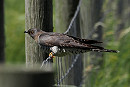 Cuckoo- Harry Appleyard.