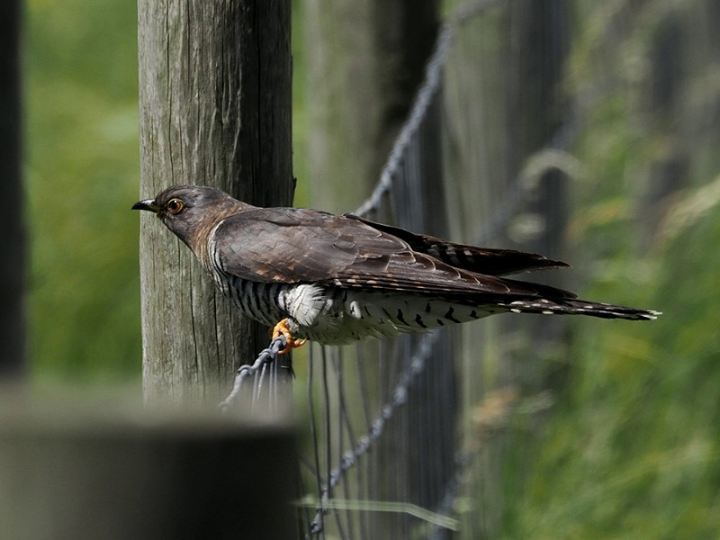 Cuckoo- Harry Appleyard.