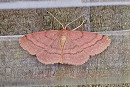 Tawny Wave - Mark Andrews. 4th for Yorkshire.