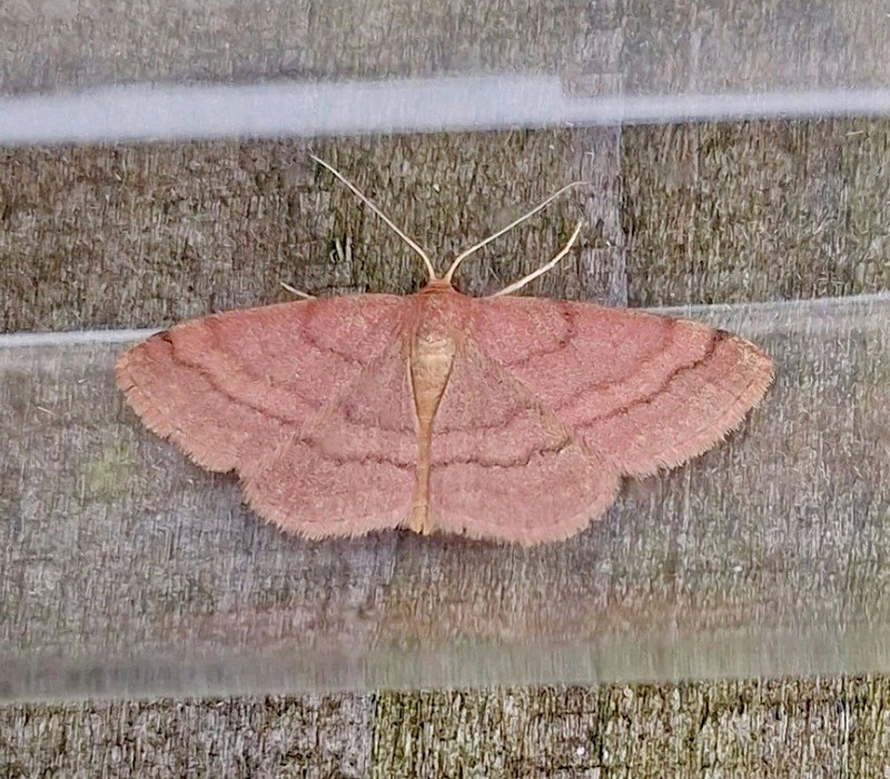 Tawny Wave - Mark Andrews. 4th for Yorkshire.