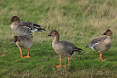 Tundra Bean Geese - Dave Constantine.
