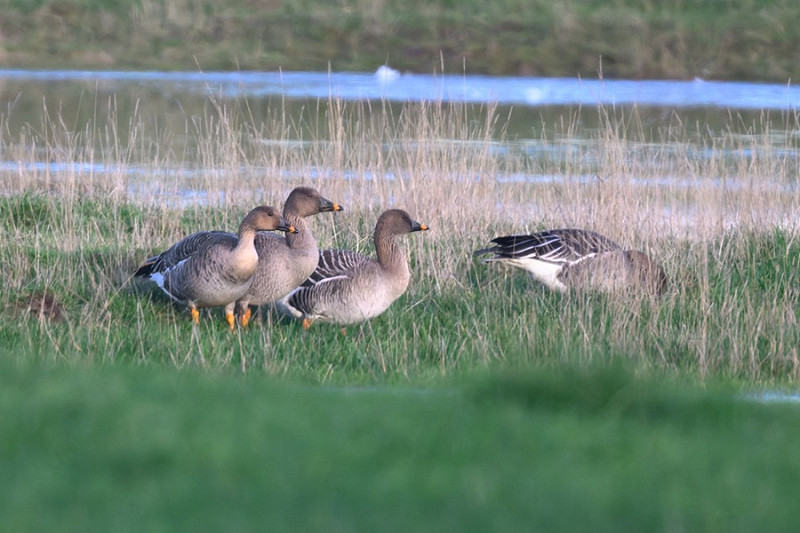 Tundra Bean Geese - Thomas Willoughby.