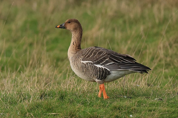 Tundra Bean Goose - Dave Constantine
