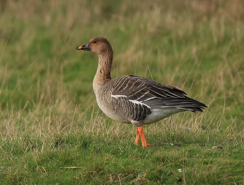 Tundra Bean Goose - Dave Constantine