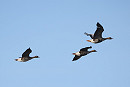 White-fronted Geese - Harry Appleyard.