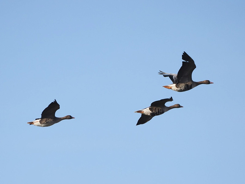 White-fronted Geese - Harry Appleyard.