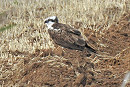 Osprey - Alan Rightson.