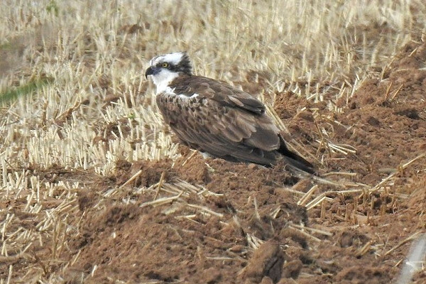 Osprey - Alan Rightson.