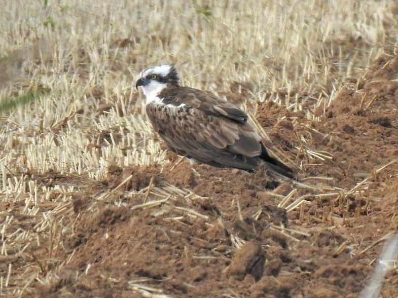 Osprey - Alan Rightson.