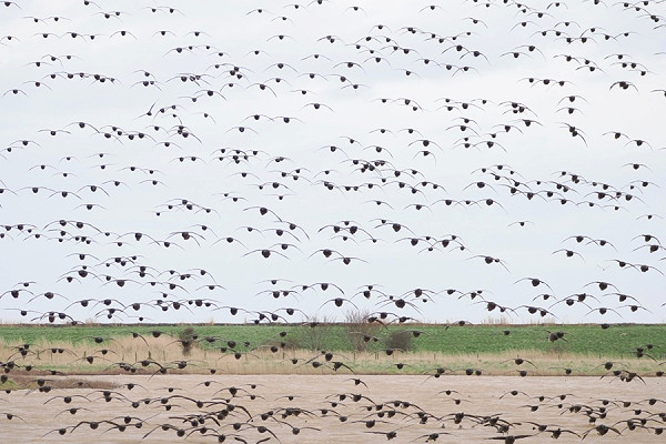 Bird sightings Saturday, 14 March 2026