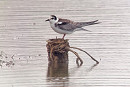 Black Tern - Jack Petit.