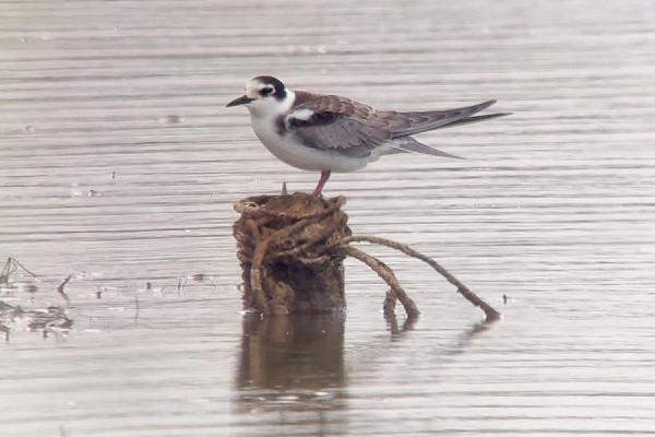 Bird sightings Sunday, 02 August 2026