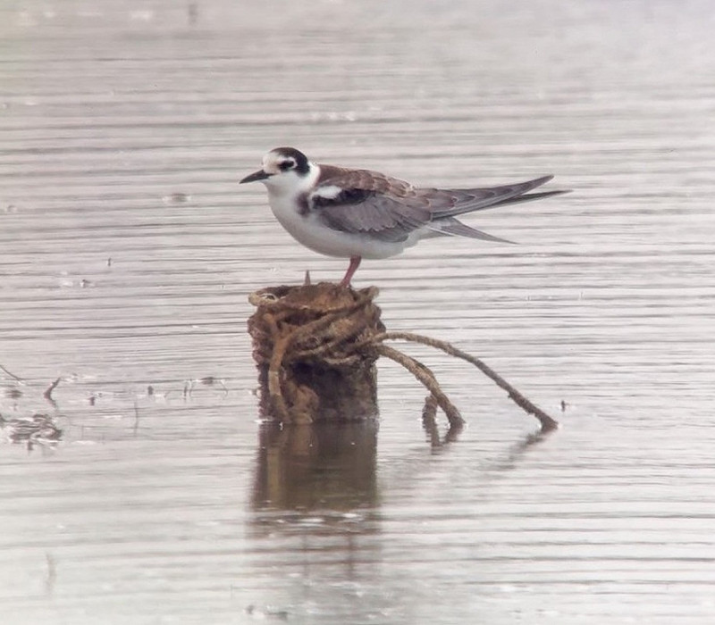Black Tern - Jack Petit.