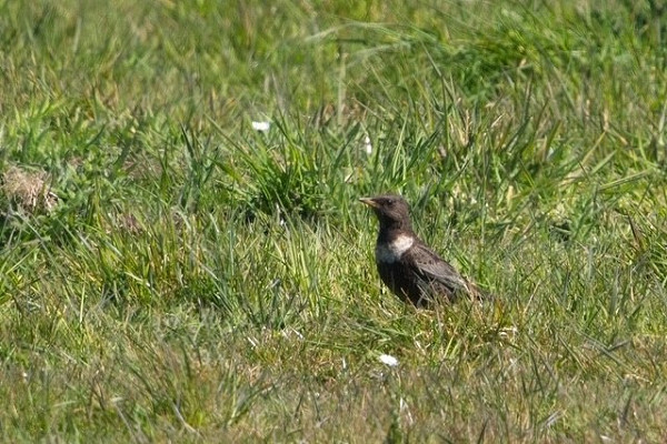 Ring Ouzel - Andy Bunting