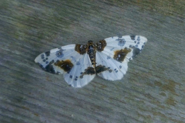 Clouded Magpie - Paul Collins. 2nd for Spurn.