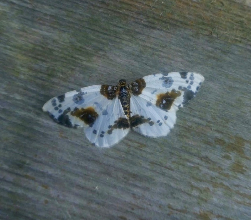 Clouded Magpie - Paul Collins. 2nd for Spurn.