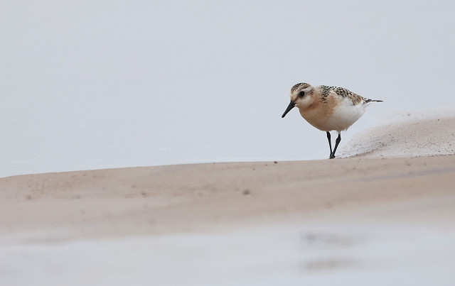 “After going to the photography workshop with Martin Standley, I went for a walk along the beach towards the Warren. I spotted this Sanderling feeding in the shallow pools on the shore. It was too far for close-up photos so I decided to use the rule of thirds which Martin had taught me earlier, to frame the bird in one corner of the image creating this shot.” - Theo Fairbrother