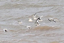 Sabines Gull with Little Gulls - Adam Hutt.