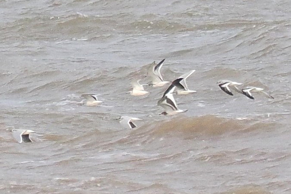 Sabines Gull with Little Gulls - Adam Hutt.