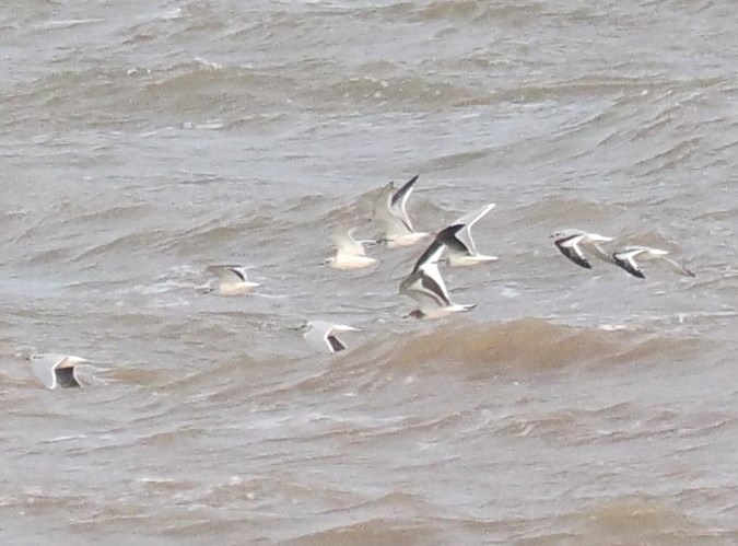 Sabines Gull with Little Gulls - Adam Hutt.
