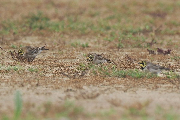 Bird sightings Thursday, 22 October 2026