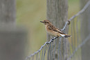 Whinchat - Adam Hutt.