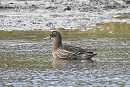 Garganey - Alan Rightson.