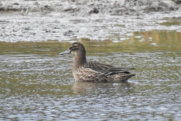 Garganey - Alan Rightson.