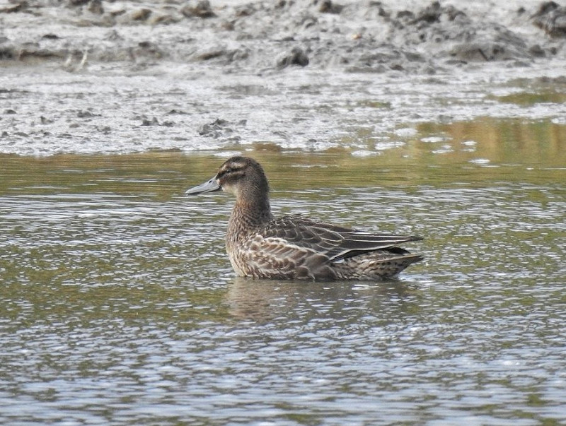 Garganey - Alan Rightson.