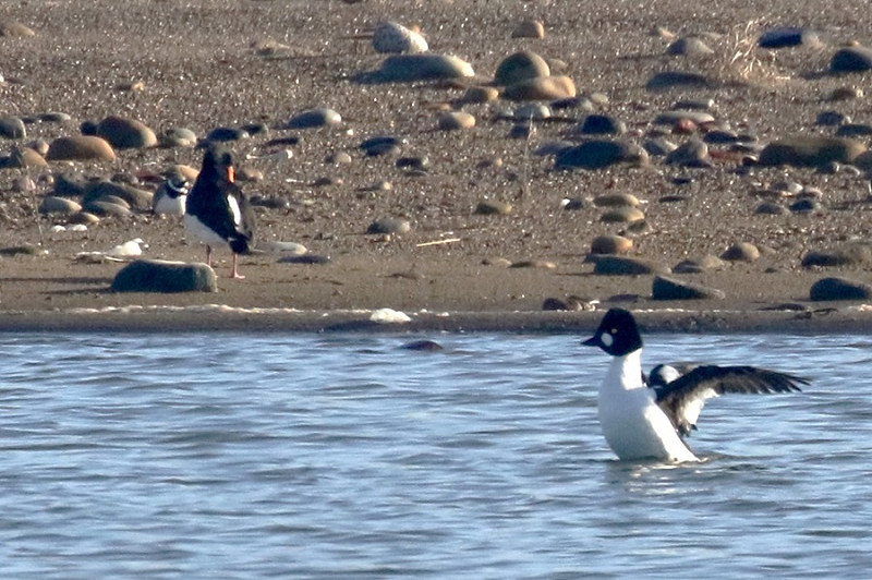 Goldeneye with Oystercatcher and Ringed Plover - Denise Shields.