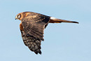 Pallid Harrier - Amy W Schwartz..