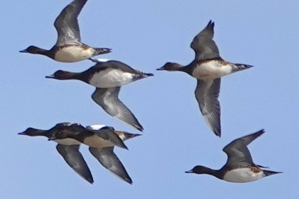 Wigeon - Andrew Hill.