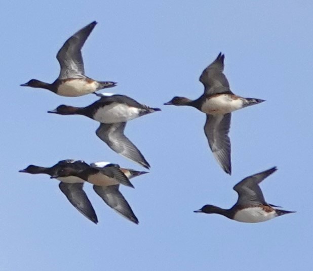 Wigeon - Andrew Hill.