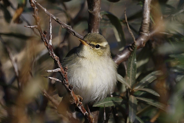 Arctic Warbler - Tim Jump.