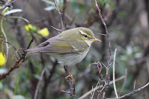 Arctic Warbler - Thomas Willoughby.