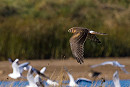 Pallid Harrier - Ashley Howe.